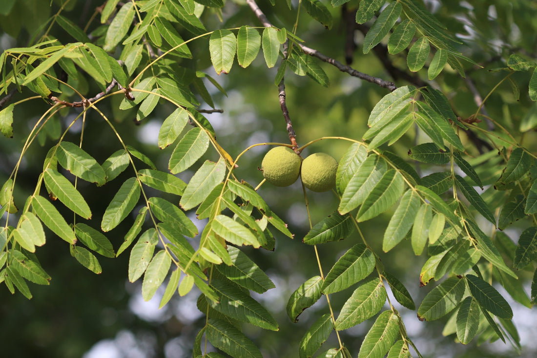 Wisdom Behind The Wood #2: Black Walnut